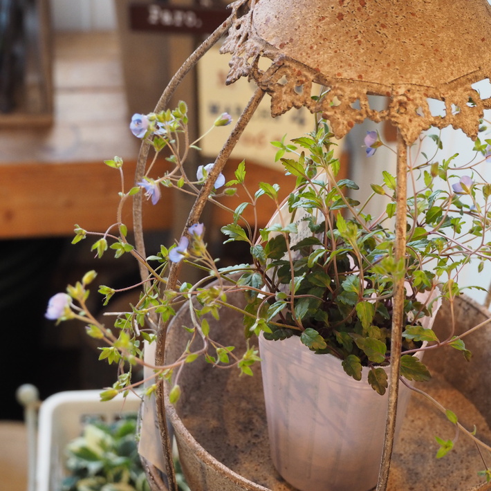 寄せ植え向きのお花が入荷①_a0292194_22361633.jpg