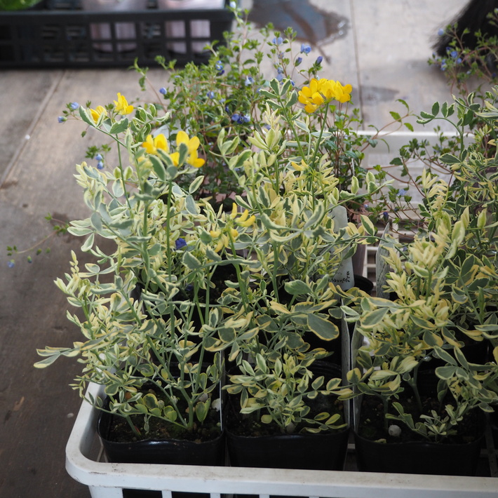 寄せ植え向きのお花が入荷②_a0292194_230827.jpg
