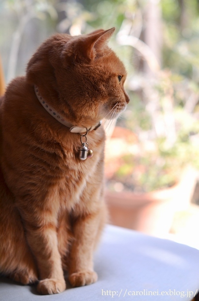 春の庭を眺めるあぺりら　　Our Lovely Cat Apelila_d0025294_16091436.jpg