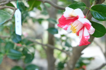 小さな花のお寺、おんめさん〜鎌倉_c0339296_19129.jpg