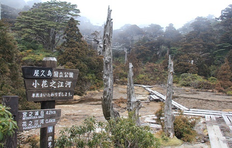 屋久島③宮之浦岳日帰り登山…まさかの雪山（◎｡◎）！_a0158702_13592875.jpg