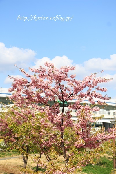 a0123003_23232373.jpg