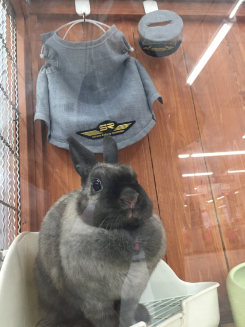 ラビたま_f0144003_09594350.jpg