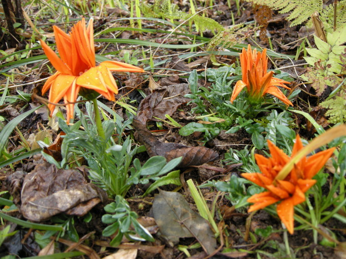 c0156104_21304141.jpg