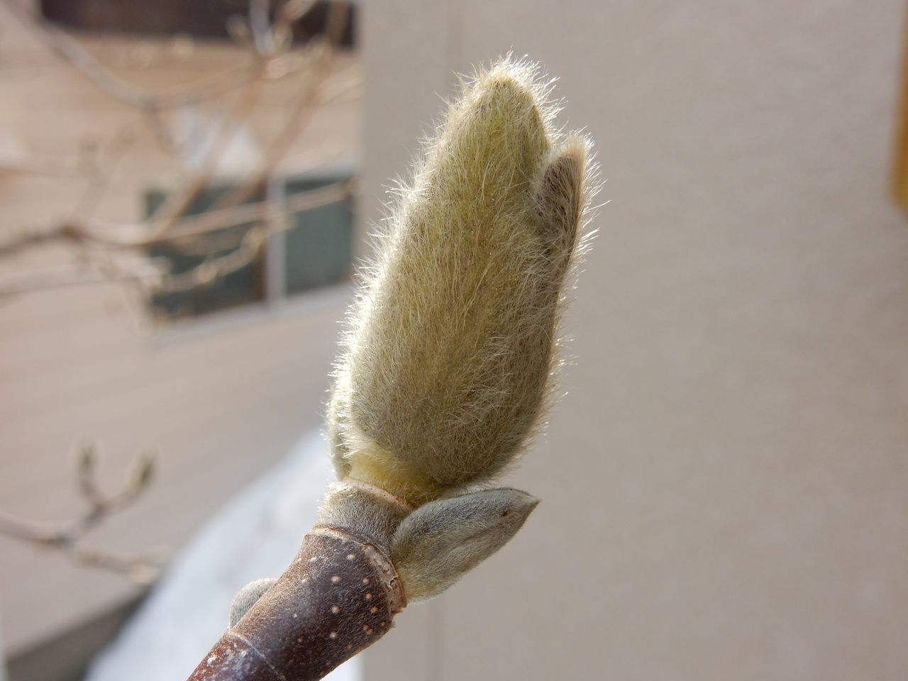 花は遅れ気味かも?_c0025115_21370434.jpg