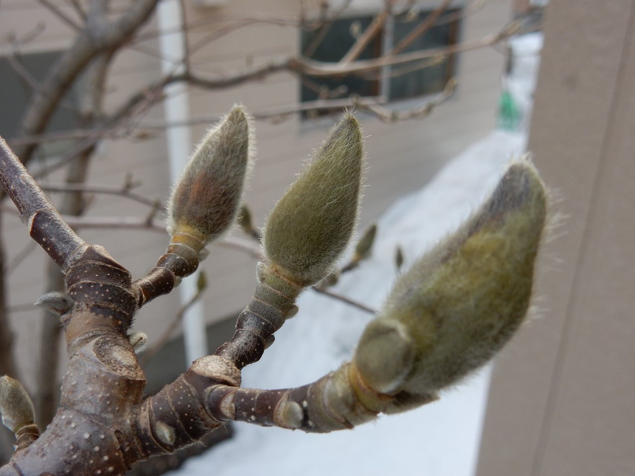 花は遅れ気味かも?_c0025115_21370844.jpg
