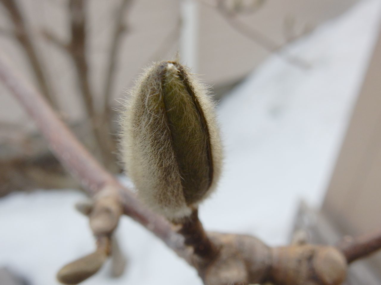 花は遅れ気味かも?_c0025115_21371115.jpg