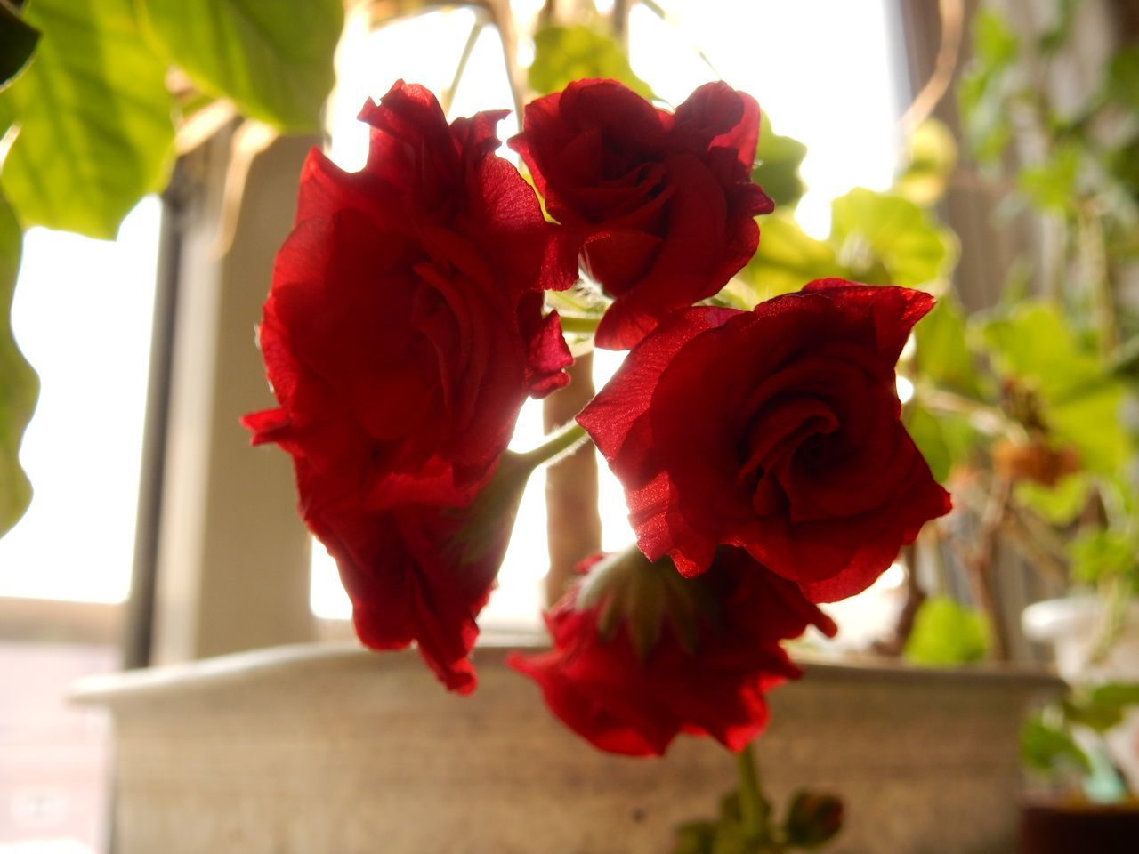 花は遅れ気味かも?_c0025115_21371653.jpg