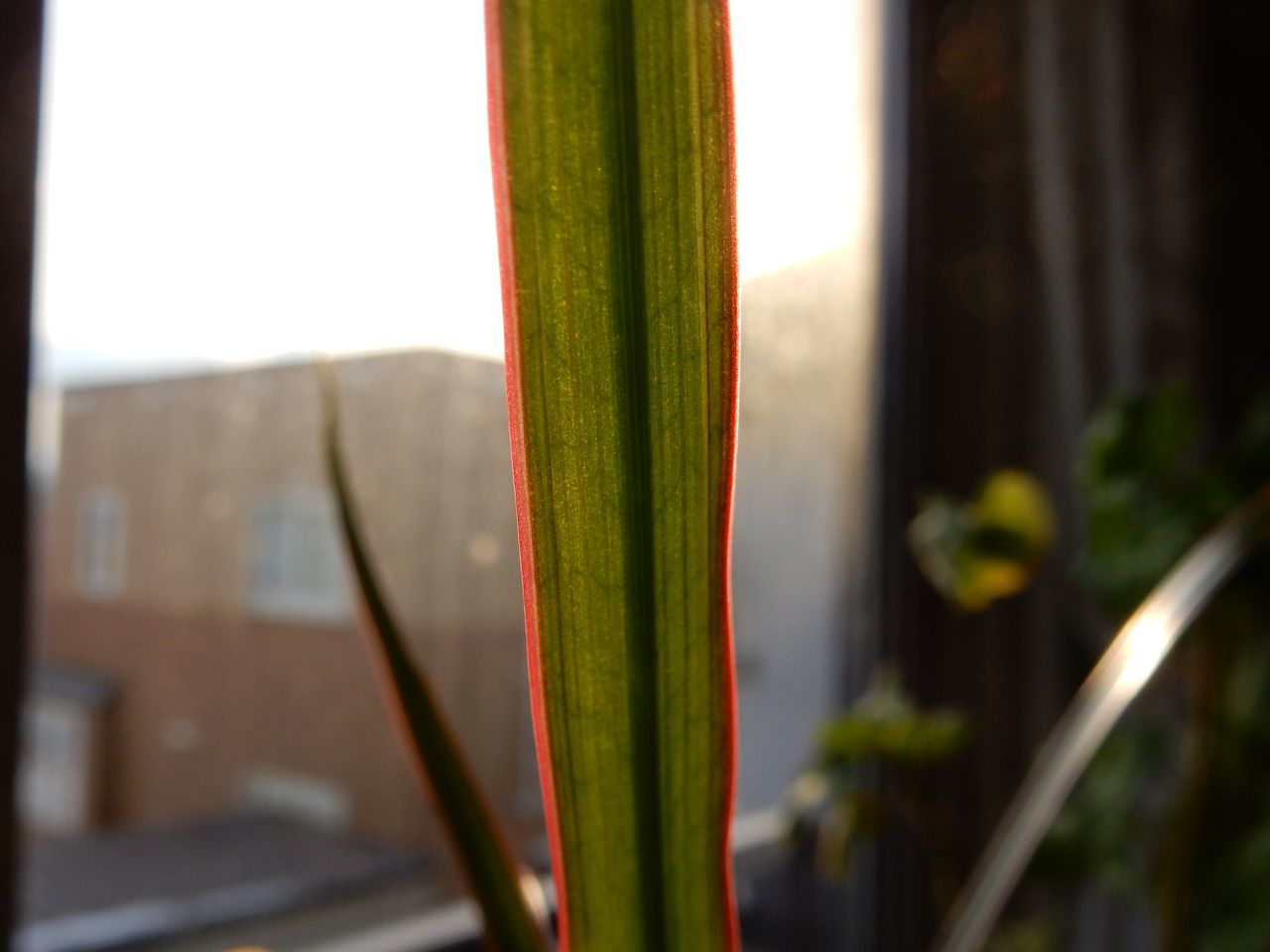 花は遅れ気味かも?_c0025115_21371941.jpg
