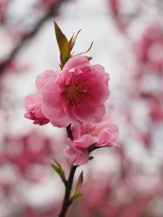 桃の花_c0116915_017428.jpg