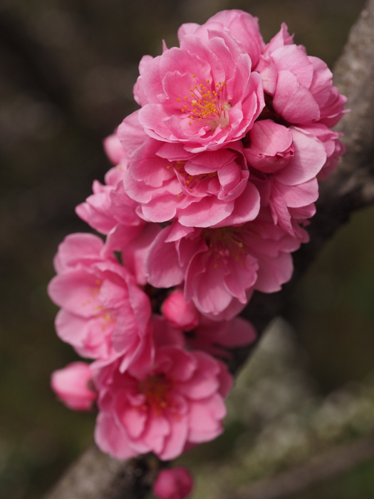 桃の花_c0116915_0175925.jpg