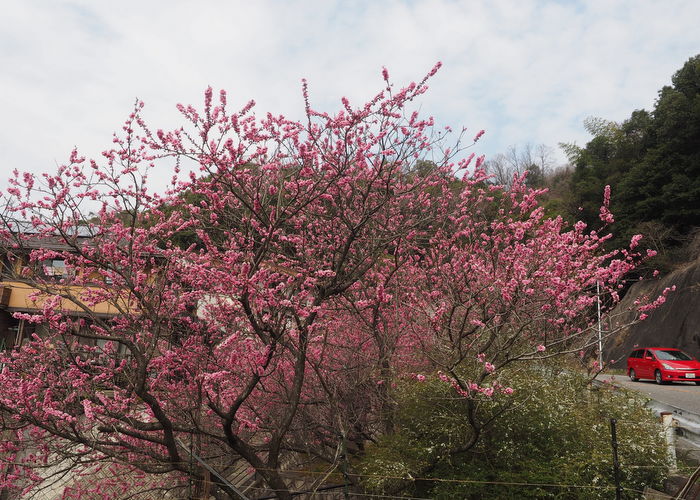 桃の花_c0116915_0193818.jpg