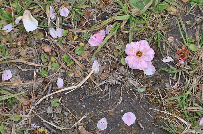 2017.03.27　梅や桃の花など_c0016718_23491837.jpg