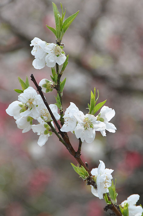 2017.03.27　梅や桃の花など_c0016718_23503582.jpg