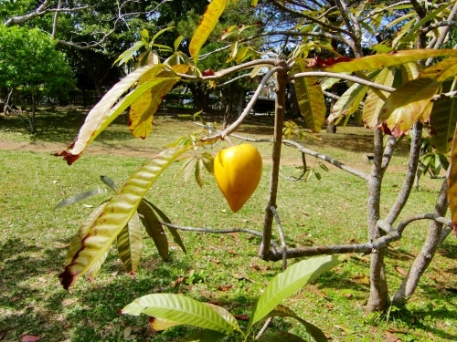 識名園（沖縄県那覇市）_c0219820_22422873.jpg