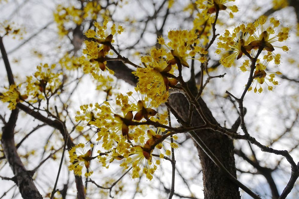 花の寺でベニバナミツマタ等_a0031821_17300640.jpg