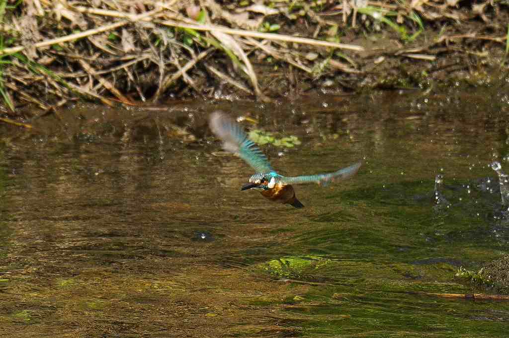 カワセミの離水から飛翔のシーン(2)_e0293921_15314838.jpg