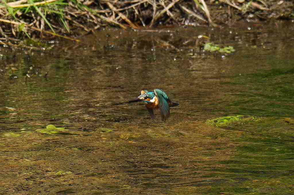 カワセミの離水から飛翔のシーン(2)_e0293921_15315395.jpg