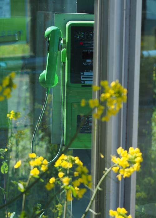 菜の花電車_e0238623_19363937.jpg