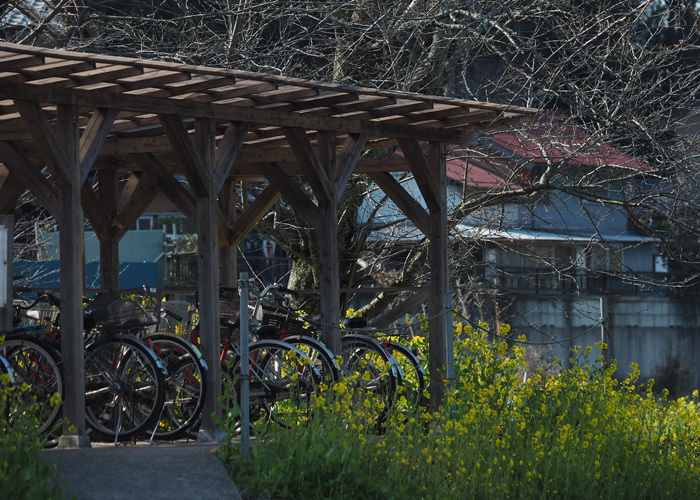 菜の花電車_e0238623_19371634.jpg