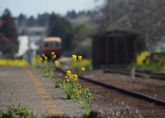 菜の花電車_e0238623_21560419.jpg