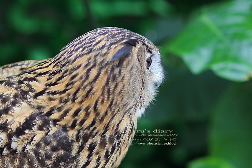 まゝに/掛川花鳥園/3話 フクロウ　ミミズク　１_d0342426_22493500.jpg