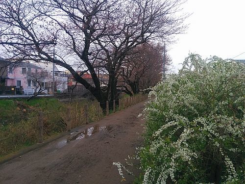 「リハビリ川」の桜ちらほら_e0108126_17510033.jpg