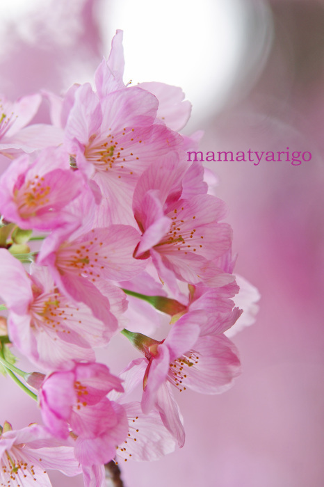 早咲きの桜を愛でに『新宿御苑』へ　　～前篇～ - ままちゃり号　VOL.2