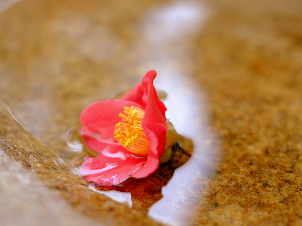 「富山・アートなとやま旅 樂翠亭美術館」_a0000029_1111998.jpg