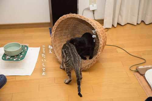 ナノイーさんのふー_d0355333_10552041.jpg