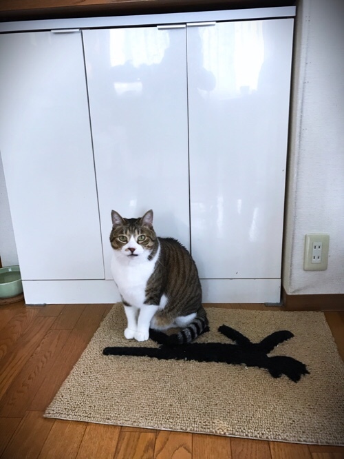 あんずとかりんの正式譲渡_d0355333_20140233.jpg