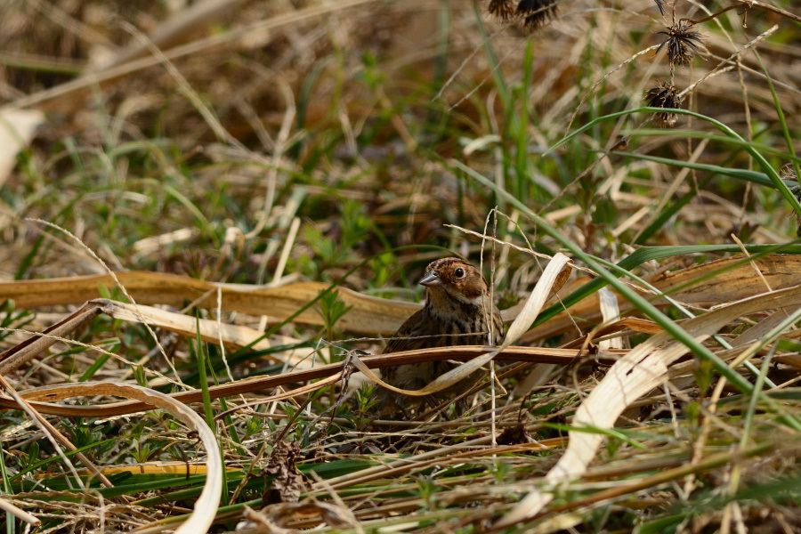 e0362140_21572746.jpg