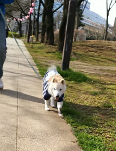 今日も池と風車の公園_b0080342_23325464.jpg