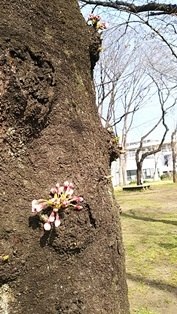 今日も池と風車の公園_b0080342_23330923.jpg