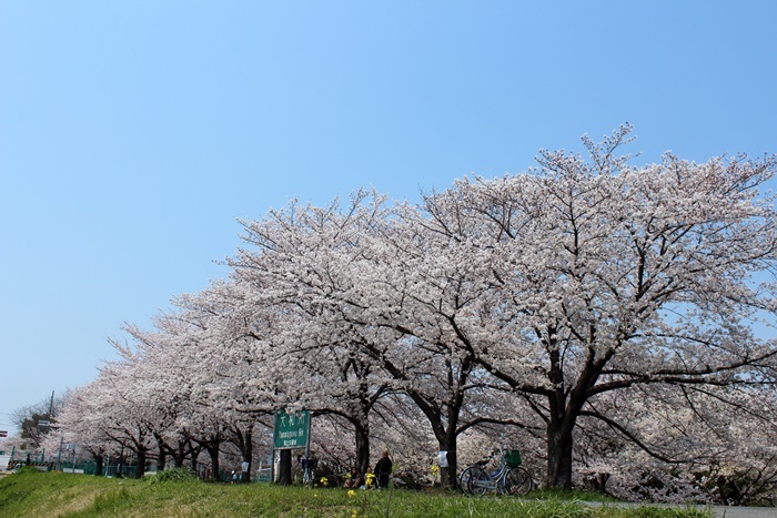 地元河川敷の桜 - Precious Days ~ふたりで～Ⅱ