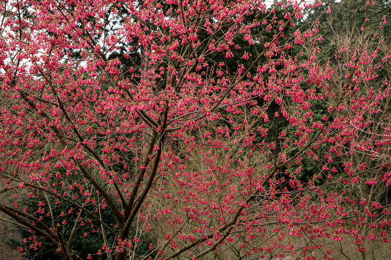 大寒桜咲く石山寺_f0155048_2291625.jpg