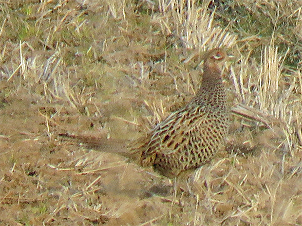 f0214649_12083468.jpg