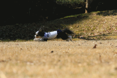c0145250_10025379.gif