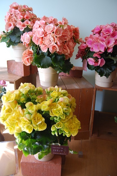 華やか花鉢入荷しています。_a0201358_15142260.jpg