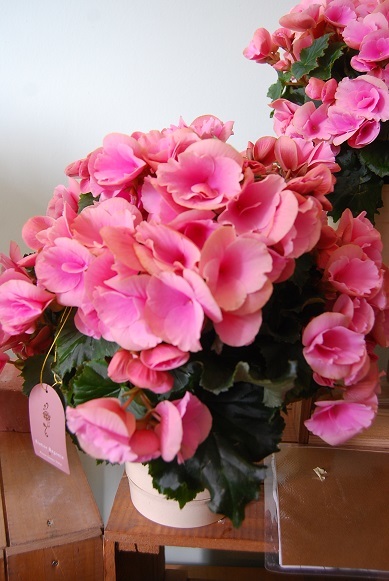 華やか花鉢入荷しています。_a0201358_15145907.jpg