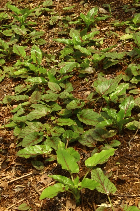 a0248459_14244531.jpg