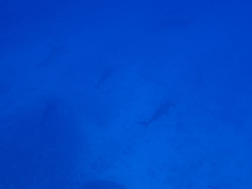 3月27日 快晴そして凪!_d0113459_18091248.jpg