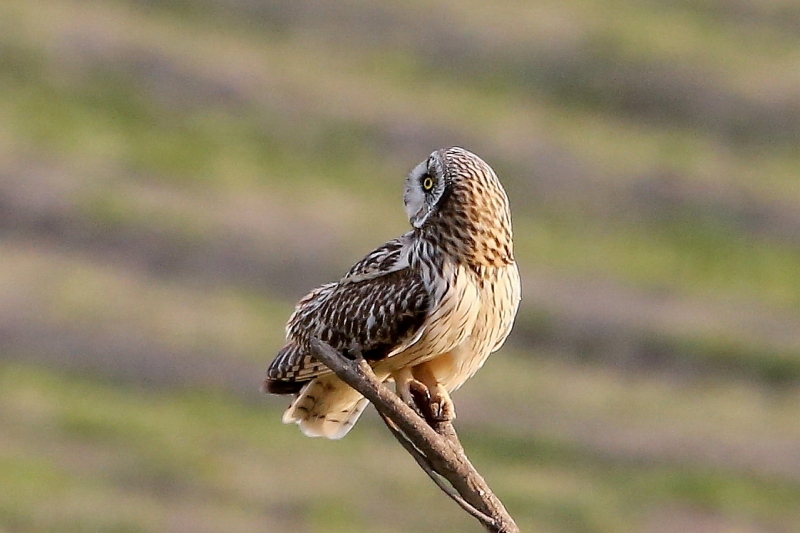 コミミズクの飛び出し_e0330871_07102487.jpg