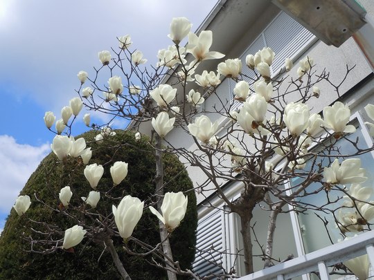 路傍の花、樹々の鳥（152）　～　辛夷の花も咲く　～_b0102572_1412147.jpg