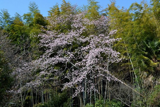 路傍の花、樹々の鳥(151) ~ 一番に開花した彼岸桜は ~ _b0102572_1641557.jpg