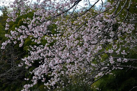 路傍の花、樹々の鳥(151) ~ 一番に開花した彼岸桜は ~ _b0102572_1642789.jpg