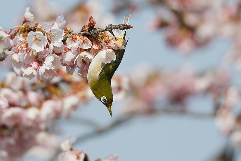 メジロが桜の蜜を吸いに来ていました～♪_f0368272_18132753.jpg