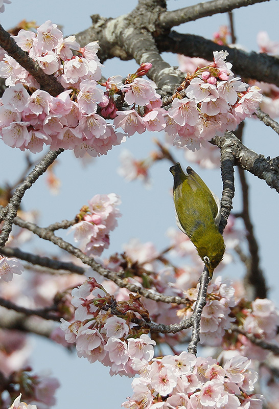 メジロが桜の蜜を吸いに来ていました～♪_f0368272_18171748.jpg