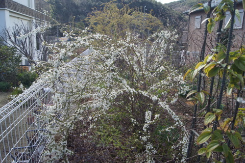 e0181373_21354426.jpg