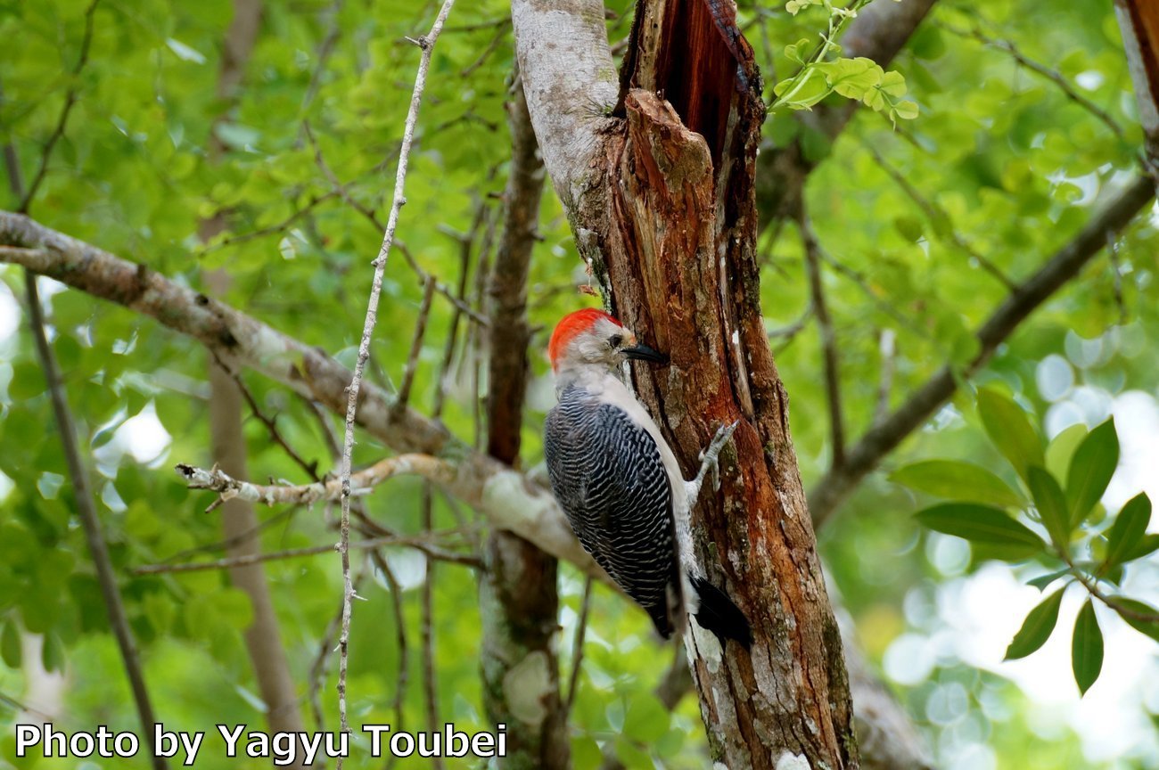 ホテルで出会った Golden-fronted Woodpecker （ゴールデンフロンテッド　ウッドペッカー）_b0132475_22132776.jpg